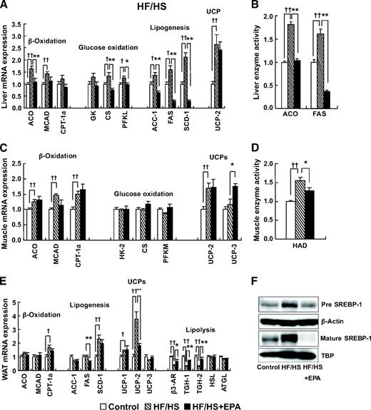 FIG. 3. Effect of EPA on energy metabolism–related genes in the HF/HS groups. A and B: Liver. C and D: Skeletal muscle. E: Epididymal WAT. F: Hepatic SREBP-1 protein in the HF/HS group. n = 7–10. †P < 0.05; ††P < 0.01 vs. control group. *P < 0.05; **P < 0.01 vs. HF/HS group. ACO, acyl-CoA oxidase; ATGL, adipose triglyceride lipase; CPT-1a, carnitine palmitoyltransferase-1a; CS, citrate synthase; GK, glucokinase; HAD, hydroxyacyl-CoA dehydrogenase; HK-2, hexokinase-2; HSL, hormone-sensitive lipase; MCAD, acetyl-CoA dehydrogenase, medium chain; PFKL, phosphofructokinase, liver; PFKM, phosphofructokinase, muscle, B-type.