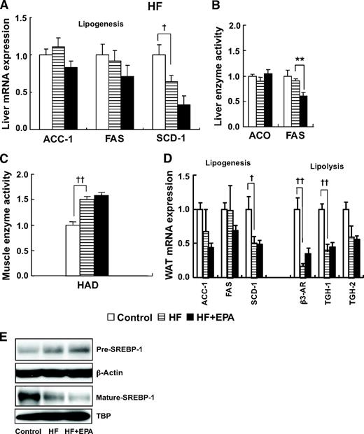 FIG. 4. Effect of EPA on energy metabolism–related genes in the HF groups. A and B: Liver. C: Skeletal muscle. D: Epididymal WAT. E: Hepatic SREBP-1 protein in the HF group. n = 10. †P < 0.05; ††P < 0.01 vs. control group. **P < 0.01 vs. HF group. ACO, acyl-CoA oxidase.