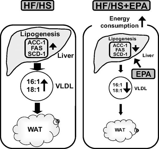FIG. 7. Possible mechanism underlying the anti-obesity effect of EPA. EPA prevents WAT accumulation in HF/HS-induced obese mice possibly through the suppression of hepatic lipogenesis and enhancement of energy consumption.