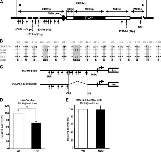 FIG. 3. Reduced promoter activity of Mafa in NOD mice. A: Localization of sequence variants of Mafa in NOD mice. B: Comparison of Mafa sequences in BALB/c, C3H, CTS, NSY, and NOD mice. Numbers represent position of each variant relative to transcription start site. C: Constructs of luciferase reporter plasmids. D: Comparison of promoter activity of mMafa-p-luc between BALB/c and NOD mice. Data are expressed as means ± SE. *P < 0.001, Student t test. E: Comparison of promoter activity of mMafa-p-lucΔClaI-ΔSfiI between BALB/c and NOD mice. Data are expressed as means ± SE.