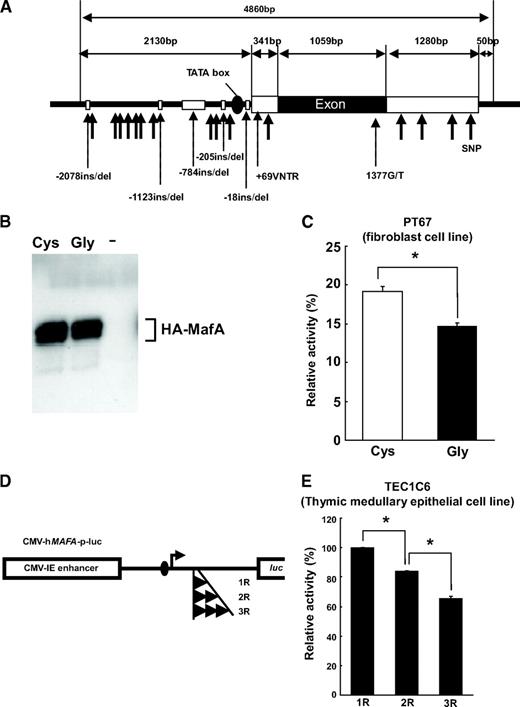FIG. 4. Gly346Cys and +69VNTR polymorphisms in human MAFA are functional. A: Localization of sequence variants identified in hMAFA. B: Western blotting of HA-MafA-Gly346 and HA-MAFA-Cys346 using anti-HA antibody. C: MAFA-346Cys showed significantly higher promoter activity than MAFA-346Gly. Data are expressed as means ± SE. *P < 0.003, Student t test. D: Constructs of luciferase reporter plasmid containing MAFA promoter with each allele of +69VNTR (1R, 2R, and 3R). E: 1R allele had significantly higher promoter activity than the 2R or 3R alleles. Data are expressed as means ± SE. *P < 0.0001, ANOVA.