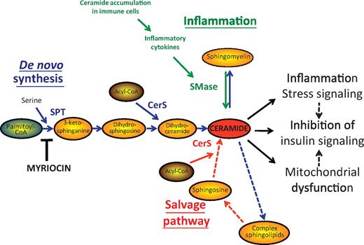 FIG. 1. Roles of SPT, CerS, and sphingomyelinase (SMase) in the metabolism of ceramides. De novo synthesis of ceramide is initiated by the condensation of serine with palmitoyl-CoA by SPT to generate the sphingoid backbone. A range of saturated and unsaturated fatty acids (acyl-CoA) can be subsequently incorporated by CerS (LASS) isoforms to form the ceramide sidechain. The salvage pathway, responsible for the cycling between ceramide and complex sphingolipids, also involves CerS activity and can also promote ceramide accumulation upon fatty acid oversupply. See references (9) and (24) for further details of sphingolipid metabolism. Inflammation can promote ceramide release from sphingomyelin through the activation of SMase by cytokines. Studies in intact cells and in vivo suggest that ceramide (and possibly also complex sphingolipids) can affect insulin action at least in part by inducing further stress signaling and mitochondrial dysfunction as well as by directly inhibiting insulin signal transduction.