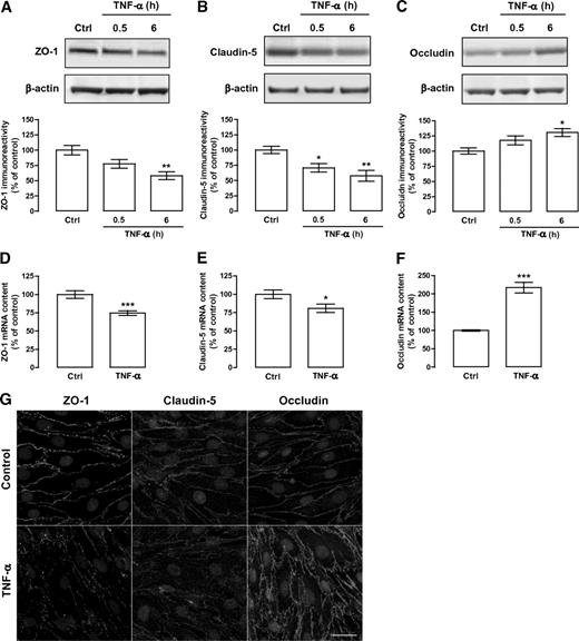 FIG. 2. TNF-α alters tight junction proteins content and cell localization. BRECs were treated with 5 ng/ml TNF-α for 0.5 and 6 h. Whole-cell extracts were assayed for ZO-1 (A), claudin-5 (B), and occludin (C) immunoreactivity by Western blotting. Representative Western blots for each tight junction protein and β-actin (loading control) are presented above each respective graph. The results are normalized to β-actin and represent the mean ± SEM of at least five independent experiments and are expressed as the relative amount compared with control (Ctrl). *P < 0.05, **P < 0.01, significantly different from control as determined by ANOVA followed by Dunnett post hoc test. Total RNA was isolated after 6 h of TNF-α treatment, and the transcript levels of ZO-1 (D), claudin-5 (E), and occludin (F) were analyzed by qPCR. Glyceraldehyde-3-phosphate dehydrogenase was used as an endogenous control. Results represent the mean ± SEM of eight independent experiments and are expressed as the relative amount compared with control conditions. *P < 0.05, ***P < 0.001, significantly different from control as determined by Student t test. G: Cells were immunolabeled for ZO-1, claudin-5, and occludin 6 h after TNF-α treatment, and 10 confocal Z-stacks were taken through 2.56 μm and projected into one image. Arrows indicate continuous staining at cell borders. These results are representative of four independent experiments. Scale bar, 25 μm.