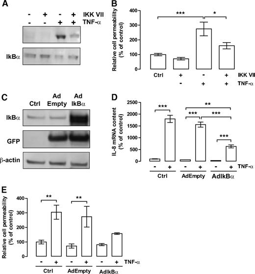 FIG. 5. Effect of NF-κB inhibition on TNF-α–induced cell permeability. A: Cells were incubated with 1 μmol/l IKK VII, 30 min before the addition of 5 ng/ml TNF-α for 5 min. Whole-cell lysates were assayed for phophorylated IκBα (Ser32/Ser36) and total IκBα immunoreactivity by Western blotting. B: Cells were grown to confluence on transwell filters and then treated with 1 μmol/l IKK VII 30 min before TNF-α addition (5 ng/ml, 6 h). The monolayer permeability to 70 kDa dextran was measured as described. C–E: Adenovirus-mediated overexpression of IκBα. BRECs were transduced with AdEmpty or AdIκBα as described. C: Whole lysates of BRECs were used to detect IκBα, GFP, and β-actin (loading control) by Western blotting. D: After 28 h of adenovirus transduction, cells were exposed to 5 ng/ml TNF-α for 2 h. Total RNA was isolated, and the transcript levels of IL-8 were analyzed by qPCR. E: Cells were grown to confluence on transwell filters and after 24 h of adenovirus transduction cells were treated with 5 ng/ml TNF-α for 6 h. The monolayer permeability to 70 kDa dextran was measured. The results represent the mean ± SEM of at least three independent experiments and are expressed relative to control (Ctrl). *P < 0.05, **P < 0.01, ***P < 0.001, significantly different as determined by ANOVA followed by Bonferroni post hoc test.