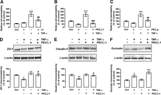 FIG. 7. TNF-α increases cell permeability in a PKCζ-dependent manner. BRECs were grown to confluence on transwell filters and then treated with (A) 2 μmol/l LY294002 (LY), (B) 10 μmol/l PKCζI-1, and (C) 250 nmol/l PKCζ pseudosubstrate inhibitor (PKCζp). The monolayer permeability to 70 kDa dextran was measured as described. Results represent the mean ± SEM of at least five experiments and are expressed relative to Ctrl. D–F: PKCζI-1 prevents tight junction complex disruption induced by TNF-α. Whole-cell extracts were assayed for (D) ZO-1, (E) claudin-5, and (F) occludin immunoreactivity by Western blotting. Representative Western blots for each tight junction protein and β-actin (loading control) are presented above each respective graph. The results are normalized to β-actin and represent the mean ± SEM of at least eight independent experiments and are expressed as the relative amount compared with control (Ctrl). All inhibitors were added to the cell culture medium 30 min before TNF-α addition (5 ng/ml, 6 h). *P < 0.05, **P < 0.01, ***P < 0.001, significantly different from control; #P < 0.05, ##P < 0.01, ###P < 0.001, significantly different form TNF-α, as determined by ANOVA followed by Bonferroni post hoc test.
