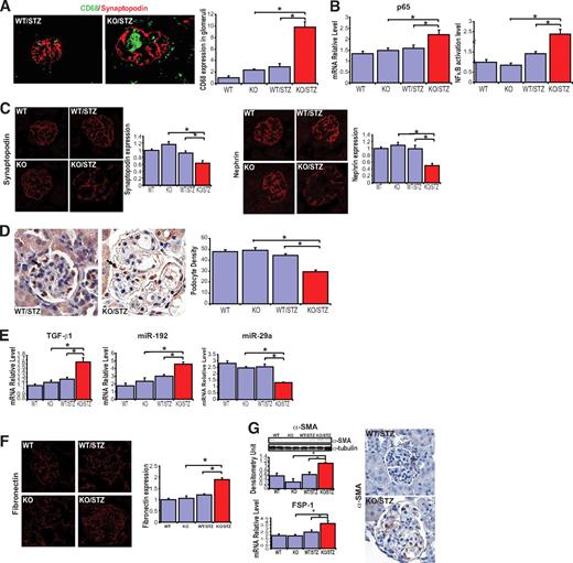 FIG. 2. Macrophage infiltration and renal expression of podocyte markers, profibrotic growth factors, and extracellular matrix protein in diabetic FXR KO mice. A: Immunofluorescence staining of kidney sections for synaptopodin (red) and CD68 (green). The CD68 expression level in glomeruli was normalized to that in the wild-type group. B: Renal NF-κB p65 subunit mRNA expression by quantitative real-time PCR and NF-κB activation determined by DNA-binding assay. C: Immunofluorescence staining of kidney sections for synaptopodin and nephrin. The expression level of synaptopodin and nephrin was normalized to that in the wild-type group. D: Immunohistologic detection of WT1 in glomeruli. WT1 staining is indicated by intense immunoperoxidase activity in podocyte nuclei (arrows). Podocyte density is presented as the numbers of podocytes per glomerular area. E: Renal mRNA expression levels of TGF-β1, microRNA-192, and microRNA-29a determined by quantitative real-time PCR. F: Immunofluorescence staining of kidney sections for fibronectin. The expression level of fibronectin was normalized to that in the wild-type group. G: FSP-1 mRNA expression in kidney was determined by quantitative real-time PCR, and the protein level of α-SMA in the kidney demonstrated by Western blot and immunohistologic staining. *P < 0.05 as specified (n = 6 mice per group). (A high-quality digital representation of this figure is available in the online issue.)