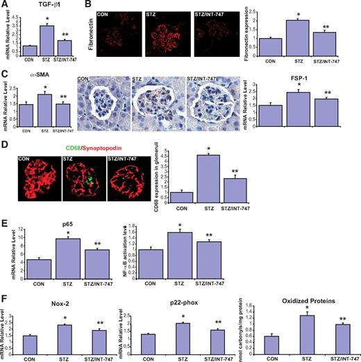 FIG. 5. INT-747 treatment showed antifibrotic, anti-inflammatory, and antioxidative effects on diabetic DBA/2J mice. A: Renal TGF-β1 mRNA expression determined by quantitative real-time PCR. B: Immunofluorescence staining of kidney sections for fibronectin. The expression level of fibronectin was normalized to that in the control group. C: Expression of α-SMA in kidney determined by quantitative real-time PCR and immunohistologic staining. FSP-1 mRNA expression in kidney was determined by quantitative real-time PCR. D: Immunofluorescence staining of kidney sections for synaptopodin (red) and CD68 (green). E: Renal NF-κB p65 subunit mRNA expression by quantitative real-time PCR and NF-κB activation determined by DNA binding assay. F: Nox-2 and p22-phox mRNA expression in kidney determined by quantitative real-time PCR. Oxidative carbonylation of proteins in kidney homogenate was measured by ELISA. *P < 0.05 vs. CON; **P < 0.05 vs. STZ (n = 6 mice per group). (A high-quality digital representation of this figure is available in the online issue.)