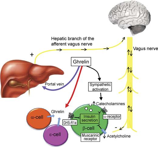 FIG. 1. Illustration of the mechanisms by which ghrelin may suppress insulin secretion in humans: a) direct inhibition by activation of the β-cell GHS-R1a where ghrelin may act via either endocrine or paracrine mechanisms; b) indirect inhibition by activation of the hepatic branch of the afferent vagus nerve by ghrelin sensors in the portal system; increased firing of the afferent fibers of the vagus nerve reduces the activity of the efferent nerve fibers in the brain, leading to decreased insulin secretion; c) indirect inhibition by activation of the sympathetic nervous system and subsequent stimulation of the α-adrenergic receptors on β-cells.