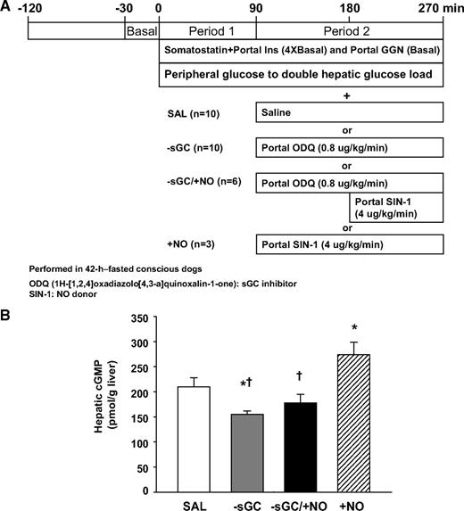 FIG. 1. Schematic representation of the study (A) and hepatic cGMP levels (B). The protocol comprises the basal (−30 to 0 min) and experimental periods (period 1: 0–90 min; period 2: 90–270 min). Somatostatin was infused peripherally and insulin (fourfold basal) and glucagon (basal) were given intraportally, whereas glucose was delivered peripherally at a variable rate to increase the hepatic glucose load twofold basal during period 1 and period 2. Data are means ± SEM. *P < 0.05 compared with the SAL group. †P < 0.05 compared with the +NO group.