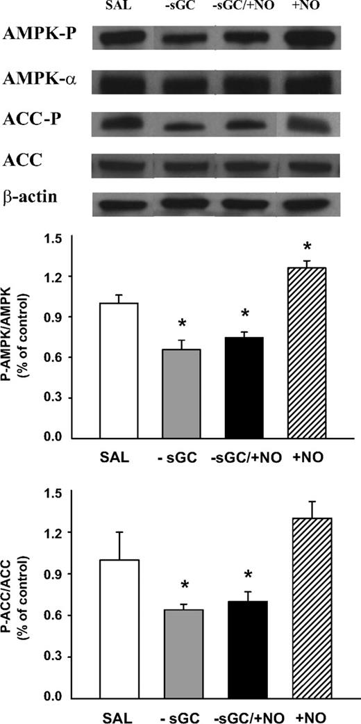 FIG. 3. Phosphorylation of AMPK at Thr172 and ACC at Ser79 in the liver biopsies at the end of the experiments. See Fig. 1A for a description of study conditions. Data are means ± SEM; *P < 0.05 compared with the SAL group. The blots shown are representative of 3 to 5 blots obtained from independent experiments.