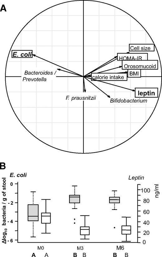 FIG. 2. Relationship between changes in fecal microbiota composition and clinical parameters in obese patients following RYGB surgery. Real-time qPCR quantifications were used to determine the fecal microbiota composition for the bacterial groups indicated in supplementary Table 6. Clinical parameters included adipocyte cell size, BMI, calorie intake, HOMA-IR, leptin, and orosomucoid. A: Principal component analysis (between class analyses). Bold arrows indicate the marked inverse relationship between changes in E. coli population and leptin serum concentrations. B: Dynamics of E. coli population evolution and leptin concentration during the study. E. coli population levels are expressed as mean ± SEM of the Δlog10 value of normalized data calculated as the log number of targeted bacteria minus the log number of all bacteria. Leptin results were expressed as mean ± SEM of serum concentrations.