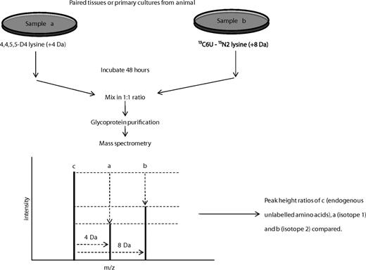 FIG. 1. LAC–CILAIR workflow for comparing protein synthesis and secretion from two different samples. Paired cell cultures or tissues are incubated in media containing different isotopes of arginine and lysine, which are subsequently incorporated into newly synthesized and secreted proteins. Paired conditioned media samples are mixed in equal proportions, and proteins are subjected to mass spectrometry. Incorporation of amino acid isotopes results in a shift in molecular weight and mass to charge (m/z) ratio. Peak heights are measured, and their ratios are used to determine relative abundance of proteins from samples a and b.
