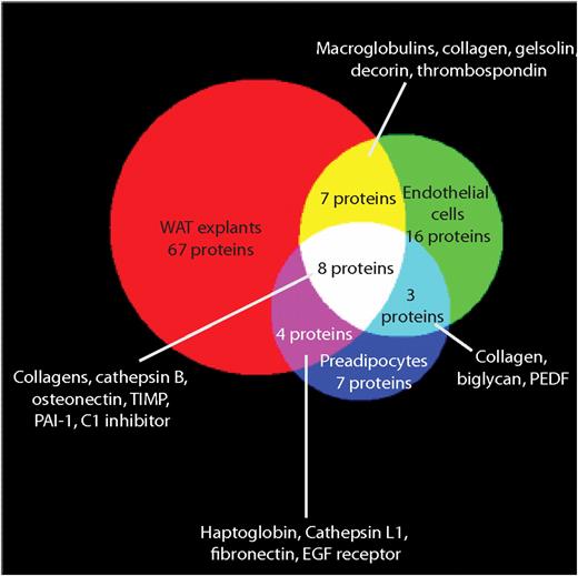 FIG. 3. Venn diagram showing overlapping proteins detected from samples. A total of 116 secretory proteins were detected across all samples. PEDF, pigment epithelial derived factor; TIMP, tissue inhibitor of metalloproteinase 1. The diagram was composed using 3-Venn applet (48). (A high-quality color representation of this figure is available in the online issue.)