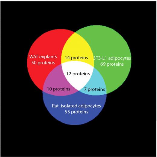 FIG. 4. Venn diagram showing overlap of protein secretion from WAT explants, 3T3–L1 adipocytes, and isolated rat adipocytes (from ref 27). The 12 proteins detected in all three samples were adiponectin, adipsin, angiotensinogen (SerpinA8), cathepsin B, cathepsin D, collagen α-1(IV), collagen α-2(IV), complement C1s, haptoglobin, laminin subunit β-2, osteonectin, and thrombospondin-1. The diagram was composed using 3-Venn applet (48). (A high-quality color representation of this figure is available in the online issue.)