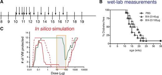 FIG. 1. Two different amounts of B:9-23 peptide cannot protect from diabetes when administered nasally in 10-week-old NOD mice. A: Graphic representation of the B:9-23 nasal immunization protocol followed. Ten-week-old NOD mice received 40 or 100 μg B:9-23 peptide nasal every other day for the first 2 weeks and once a week for the following 5 weeks. B: There was no protection from diabetes after following the protocol described in A. Efficacy of treatment was assessed by monitoring blood glucose over time (n = 12 in all groups). Mice were considered diabetic when blood glucose was >16.67 mmol/l for two consecutive weekly measurements. C: Multiphasic dose responses were predicted for the protocols presented in supplementary Table 1. Nasal B:9-23 peptide therapy was simulated for the Daniel (green solid line), Kobayashi (red solid line), and von Herrath (red dashed line) protocols across a wide range of doses (x-axis). The shaded box indicates the peptide range (10–100 μg) used to calibrate the VM. Efficacy represents the number of VM that were protected from diabetes.