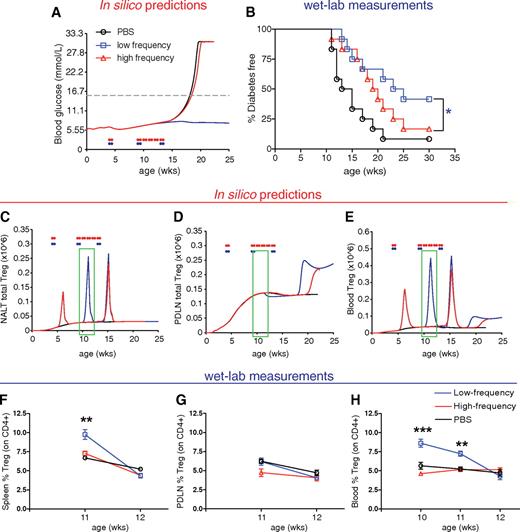 FIG. 3. Validation of predicted nasal B:9-23 immunization frequency influence on diabetes incidence and Treg levels by laboratory measurements. A and B: High-frequency immunization decreases efficacy. A: In silico simulation showing expected impact on blood glucose (mmol/l) in a representative virtual NOD mouse. B: Nasal B:9-23 administration upon low-frequency immunization protects from type 1 diabetes. Percentage of mice developing diabetes after high- or low-frequency immunizations started at 4 weeks of age with 40 mg B:9-23 peptide. At least 12 mice were included in each experimental group. Each immunization protocol was repeated in at least two independent experiments. *P < 0.05 between immunization groups. C–E: High-frequency immunization is predicted to decrease efficacy because of the deletion of aTreg in the NALT. Simulation results for Treg levels in the NALT (C), PDLN (D), and peripheral blood (E) in a representative VM. The green boxes indicate the suggested-by-the-model-age window at which the laboratory measurements should be conducted. F–H: Nasal B:9-23 administration upon low-frequency immunization induces Treg and protects from type 1 diabetes. Treg frequency (%CD25+Foxp3+ gated on CD4+CD127low, >95% of CD4+ were CD127low) in the spleen (F), PDLN (G), and blood (H) over time after high- or low-frequency immunizations (n = 4 mice per group). *P < 0.05; **P < 0.01; ***P < 0.005 between immunization groups. Data are means ± SE.