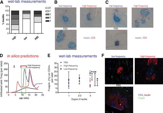 FIG. 4. Nasal B:9–23 administration started at 4 weeks of age upon low-frequency immunization decreases insulitis and increases Treg in the islets. A–C: Reduced insulitis in low-frequency B:9-23 nasal immunized NOD. A: Pancreatic sections from B:9-23 nasally treated and control (PBS) mice were scored as described in research design and methods. The percentages represent the number of islets of a given score over the total number of islets examined. Scoring was performed on histological sections derived from 12-week-old nondiabetic mice (n = 4 mice per group). B: Pancreatic histology. Pancreatic sections (6 μm thick) were stained for insulin (blue) and CD8 (red) (C) or CD4 (red) (D) and analyzed at ×10 magnification. All histological sections shown were derived from 12-week-old nondiabetic mice. D–F: Increased Treg numbers in the islets of B:9-23–immunized mice. D: In silico–predicted changes in Treg levels within the pancreatic islet. The green box indicates the suggested-by-the-model-age window at which the laboratory measurements should be conducted. E: Actual Treg frequency as determined by measuring Foxp3+ cells per CD4+ cells per islet according to degree of insulitis. Same histological sections as in B and C were analyzed after immunofluorescent staining (IFS) for CD4, insulin, and Foxp3. Data are means ± SE. F: Representative microphotograph from each group of mice with insulitis degree 4 is shown at ×20 magnification (IFS for CD4 in blue, insulin in red, and Foxp3 in green). *P < 0.05 between PBS and high-frequency, high-frequency versus low-frequency immunization. **P < 0.01 between PBS and low-frequency immunization. (A high-quality digital representation of this figure is available in the online issue.)