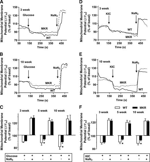 FIG. 2. Decreased mitochondrial membrane potential (ΔΨm) in 5- and 10-week-old MKR β-cells. Mitochondrial membrane potential was measured using Rh123 in dispersed islet cells from 3-week-old (A and D), 5-week-old (Fig. S2), and 10-week-old (B and E) MKR (gray dashed lines) and WT (solid black lines) mice. Mitochondrial membrane potential was estimated by the difference in Rh123 fluorescent signals between hyperpolarized (glucose, 11 mmol/l, A and B; ketoisocaproate [KIC], 10 mmol/l, D and E) and basal and fully depolarized (sodium azide, 5 mmol/l) states. A, B, D, and E: Representative kinetic traces of the fluorescent signal from a single β-cell. C and F: Summary of ΔΨm changes compared with basal levels in WT (□) and MKR (■) islet cells. Results are the percent change from basal fluorescence (1 mmol/l glucose before additions) (n = 3–5 independent experiments, and each experiment used 30–50 cells from three mice per genotype). Data are means ± SE. *P < 0.05 compared with age-matched WT.