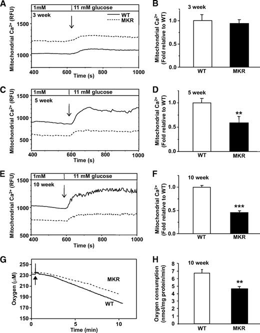FIG. 3. Reduced mitochondrial Ca2+ accumulation and respiration in MKR islets. Islets from 3-week-old (A), 5-week-old (C), and 10-week-old (E) mice were loaded with Rhod-2 and photon emission monitored in a chamber perifused with Krebs-Ringer buffer containing basal (1 mmol/l) and 11 mmol/l glucose. A, C, and E: Representative kinetic traces from a single islet are shown and families of traces from three to four islets per genotype are shown in Fig. S5. B, D, and F: Summary of the difference in Rhod-2 fluorescence (relative fluorescent units [RFU]) between basal (1 mmol/l) and maximal (11 mmol/l) glucose (n = 3–5 independent experiments, and each experiment contains nine islets from three mice per genotype). G and H: O2 consumption in 10-week-old islets supported by respiratory substrates for complex IV (ascorbate and TMPD) was measured. Addition of ascorbate/TMPD (10 mmol/l/0.4 mmol/l) is marked by an arrow. G: Representative trace. H: The slopes of the oxygen consumption curves were measured between 5 and 10 min, the background ascorbate/TMPD effect in the absence of islets was subtracted, and genotypes were compared. WT = solid black line; MKR = gray dotted line (n = 3 with 8–10 mice per genotype in each experiment). Data are means ± SE. **P < 0.01; ***P < 0.001 compared with age-matched WT.