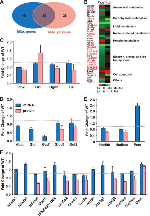 FIG. 5. Mitochondrial genes/protein changes in islets from 10-week-old mice. A: An integrated genomics and proteomics approach revealed 55 mitochondrial genes (Mito. gene) and 36 mitochondrial proteins (Mito. protein) that were significantly differentially expressed in 10-week-old MKR diabetic islets, 10 of which were changed at both the protein and mRNA level. B: A pictorial comparison of changed mitochondrial protein ratios (Pfold) detected by iTRAQ and microarray (MA) (Gfold) analysis together with functional cluster analysis. Hierarchical clustering was performed using the GoMiner program (27) based on the biological process category in the Gene Ontology Consortium. Colors represent average gene/protein expression changes (MKR/WT) relative to the median (26) with red and green representing an increase or decrease in fold expression, respectively. Red labels: mitochondrial inner membrane. C–F: Differentially expressed mitochondrial genes/proteins in MKR diabetic islets related to the TCA cycle (C), glutamate metabolism (D), fatty acid metabolism (E), and electron transport chains (F). Categorical analysis is based on KEGG pathway database using the GeneMAPP program (28). Data are means ± SE. All changes are significant (P < 0.05) compared with age-matched WT.