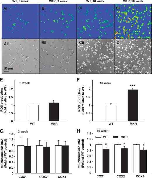 FIG. 6. Increased pro-oxidant levels and mitochondrial DNA damage in MKR diabetic islet cells. Dispersed islet cells from 3-week-old (A and B) and 10-week-old (C and D) mice were incubated with 10 μmol/l DCF in Krebs-Ringer buffer containing 2.8 mmol/l glucose for 45 min at 37°C. After washing with Krebs-Ringer buffer, cell fluorescence was measured at 480 nm excitation and 510 nm emission using an Olympus fluorescent BX51W1 microscope. A–D: Representative fluorescent (upper panel) and light (lower panel) images of the islet cells. E and F: The average fluorescence intensity was calculated by tracing around each cell and averaging the fluorescence across the entire field of view. (n = 4 with three mice per genotype in each experiment.) mtDNA quantity (G and H) was calculated as the ratio of COX to β-actin DNA levels. (n = 3 with 8–10 mice per genotype in each experiment.) Data are means ± SE. *P < 0.05; ***P < 0.01 compared with age-matched WT. (A high-quality digital representation of this figure is available in the online issue.)