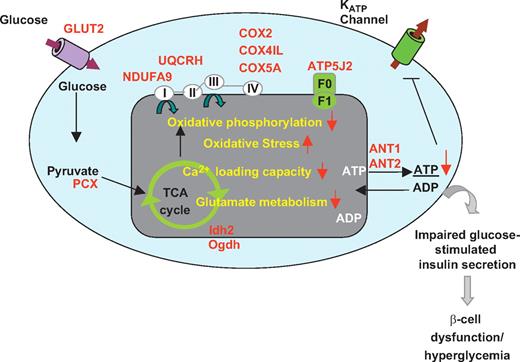 FIG. 7. Summary of the molecular and protein expression changes that lead to the dysfunctional metabolic phenotype in diabetic MKR islets. The proteins highlighted in red were significantly changed in MKR diabetic islets.