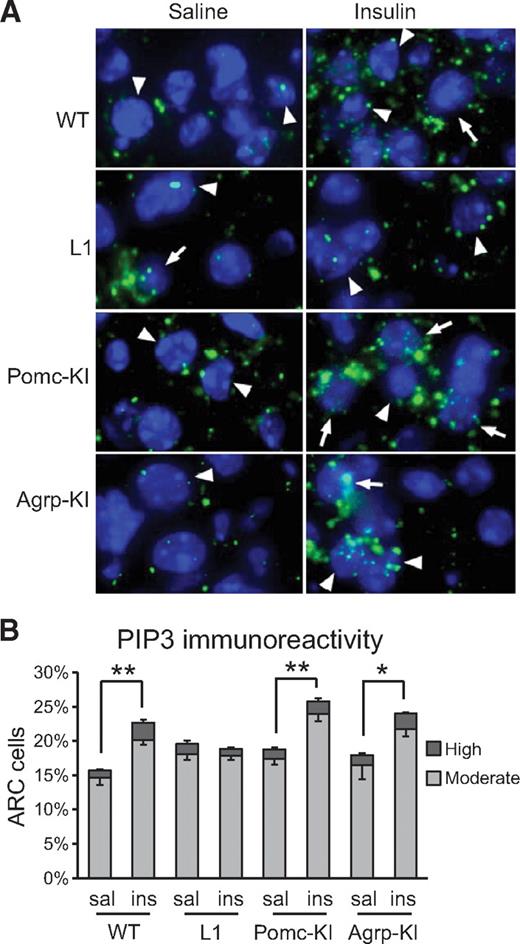 FIG. 1. PIP3 formation in ARC cells of wild-type, L1, Pomc-KI, and Agrp-KI mice. A: Immunohistochemistry of ARC sections of wild-type, L1, Pomc-KI, and Agrp-KI mice was performed in overnight-fasted animals, which were intravenously injected with either saline (left panels) or insulin (right panels) and killed 10 min after stimulation. Blue, DNA; green, PIP3. The amount of PIP3 was classified as high (arrows), moderate (arrowheads), or low as previously described (6). B: Quantification of ARC cells displaying moderate to high PIP3 levels in the basal state (sal) and after insulin stimulation (ins). n = 4–6 mice per group; 800–1,000 ARC cells per mouse were examined. Data are means ± SEM. *P < 0.05, **P < 0.01 saline versus insulin. (A high-quality digital representation of this figure is available in the online issue.)