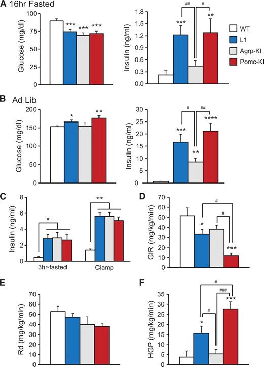 FIG. 2. Opposite effects on glucose homeostasis in Agrp-KI and Pomc-KI mice. A and B: Blood glucose levels (left panels) and plasma insulin levels (right panels) in overnight-fasted (A) and ad libitum–fed (B) 12- to 14-week-old wild-type, L1, Agrp-KI, and Pomc-KI males (n = 11–80). C: Plasma insulin levels in 14- to 16-week-old, 3-h–fasted wild-type, L1, Agrp-KI, and Pomc-KI male mice before the hyperinsulinemic-euglycemic clamp protocol (0 min) and during the steady state (mean of 60 and 90 min) of the clamps. D–F: GIRs (D), rates of whole-body glucose disappearance (Rd) (E), and HGP during the steady state of the clamp studies (F) (n = 8 for wild type, n = 12 for L1, n = 8 for Agrp-KI, and n = 7 for Pomc-KI). All values are means ± SEM. *P < 0.05 versus wild type, **P < 0.01 versus wild type, ***P < 0.001 versus wild type, ****P < 0.0001 versus wild type, #P < 0.05, ##P < 0.01, ###P < 0.001.