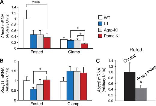 FIG. 3. Hypothalamic expression of KATP channel subunits. A and B: mRNA expression of Abcc8 and Kcnj11 quantified by real-time RT-PCR in whole hypothalamic lysates of 14- to 16-week-old wild-type, L1, Agrp-KI, and Pomc-KI male mice after overnight fasting or at the end of hyperinsulinemic-euglycemic clamps (n = 7–12). C: mRNA expression of Abcc8 in whole hypothalamic lysates of 15-week-old Foxo1flox/flox (control) and Foxo1flox/flox::Pomc-Cre (Foxo1ΔPOMC) male mice after 16-h fasting/6-h refeeding (n = 6). All values are means ± SEM. *P < 0.05 versus wild type, #P < 0.05.