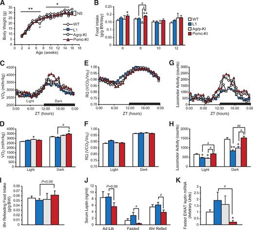 FIG. 4. Energy homeostasis in Agrp-KI and Pomc-KI mice. A: Mean body weight of 2- to 16-week-old male mice (n = 4–44). *P < 0.05 wild type versus L1, Agrp-KI, and Pomc-KI; **P < 0.01 wild type versus L1, Agrp-KI, and Pomc-KI; #P < 0.001 Agrp-KI versus L1 and Pomc-KI; NS, not significant. B: Daily food intake of regular chow diet per gram of body weight (BW) of 6- to 12-week-old male mice (n = 4–37). C–H: Indirect calorimetry measurements in 12-week-old, weight-matched, nondiabetic male mice. C: Hourly averages of oxygen consumption. E: Respiratory quotient. G: Spontaneous locomotor activity. D, F, and H: Corresponding 12-h averages during light and dark phases. SE and statistical significance are omitted in C, E, and G for simplicity. Data in D, F, and H are means ± SEM (n = 4–8 mice and 19–31 days/mouse). *P < 0.05 versus wild type, **P < 0.01 versus wild type, #P < 0.05, ##P < 0.01. I: Six-hour food intake after a 16-h fast per gram of body weight in 13- to 15-week-old male mice (n = 5–23). J: Plasma leptin levels in ad libitum–fed, 16-h fasted, and 16-h fasted/6-h refed, 13- to 15-week-old mice (n = 7–25). *P < 0.05 versus wild type, #P < 0.05 L1 versus Pomc-KI. K: leptin mRNA expression in perigonadal fat pads of 14- to 17-week-old mice after overnight fasting. Data are normalized against Rps3 mRNA (n = 4–8). *P < 0.05 versus wild type, #P < 0.05 versus L1.