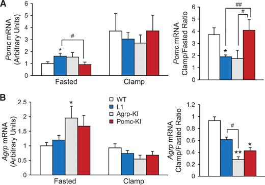 FIG. 5. Hypothalamic mRNA expression. A and B: Pomc and Agrp mRNA in 14- to 16-week-old wild-type, L1, Agrp-KI, and Pomc-KI male mice after overnight fasting or hyperinsulinemic clamp (left panels). Relative ratio between clamped and fasted mice was calculated (right panels). n = 6–11 per group. All values are means ± SEM. *P < 0.05 versus wild type, **P < 0.01 versus wild type, #P < 0.05, ##P < 0.01. Data are normalized by 36B4 mRNA.