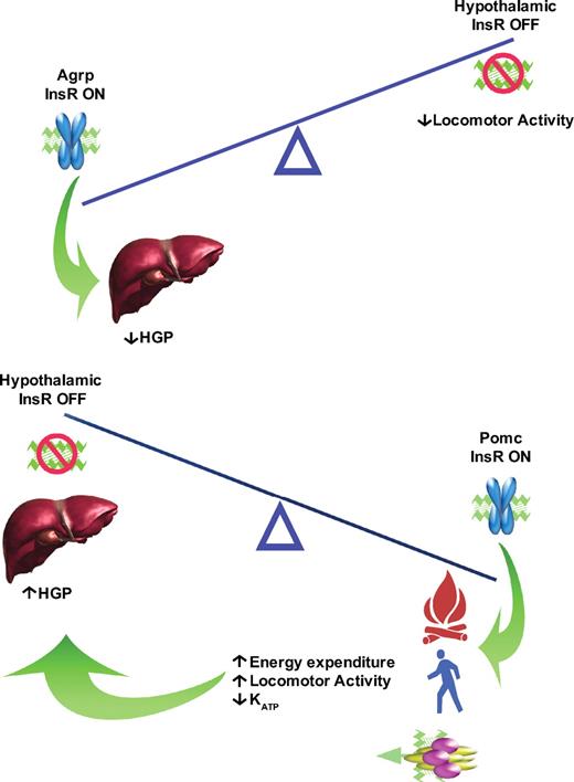 FIG. 6. Branched pathways in hypothalamic InsR action. InsR activation in AgRP neurons restrains HGP independent of locomotor activity/energy expenditure. In contrast, InsR activation in POMC neurons results in increased HGP (in part through downregulation of KATP channels and activation of a hypermetabolic state) and increased locomotor activity/energy expenditure.