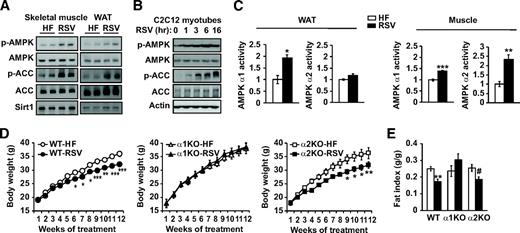 FIG. 1. Resveratrol does not reduce fat mass in AMPKα1−/− mice. A: AMPK Thr-172 phosphorylation (p-AMPK) status in skeletal muscle (gastrocnemius, left) and epididymal fat (right) of wild-type mice fed with high-fat diet (HF) alone or with high-fat diet supplemented with resveratrol (RSV, 400 mg · kg−1 · day−1) (left) for 3 months. AMPK-mediated phosphorylation (Ser-79) of ACC and Sirt1 levels in the muscle are also shown. B: AMPK phosphorylation and ACC phoshorylation in C2C12 myotubes treated with RSV (50 μmol/l) in vitro are shown. C: Kinase activity of AMPKα1 or -α2 immunoprecipitated from WAT or skeletal muscle from A (n = 5 per genotype). The activity level of the kinase isolated from high-fat tissue was arbitrarily set to one for each isoform. Results are means ± SE. *P < 0.05; **P < 0.01; ***P < 0.001 between high-fat diet and resveratrol. D: Body weight of wild-type (WT), AMPKα1−/− (α1KO), and AMPKα2−/− (α2KO), mice fed with high-fat diet alone or with high-fat diet supplemented with resveratrol (HF-RSV) for 3 months (n = 9–10 for each genotype). The body weight curves between high-fat diet and resveratrol were statistically significant for wild-type (P = 0.003) and AMPKα2−/− (P = 0.02) mice. Results are means ± SE. Bonferroni's post hoc analysis: *P < 0.05; **P < 0.01; ***P < 0.001 between high-fat diet and resveratrol for each genotype at the indicated time points. E: Fat mass index (fat mass/body weight) of wild-type, AMPKα1−/−, and AMPKα2−/− mice (n = 9–10). Results are means ± SE. **P < 0.01 between high-fat diet and resveratrol for wild-type mice. #P = 0.07 between high-fat diet and resveratrol for AMPKα2−/− mice.