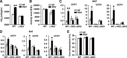 FIG. 2. Resveratrol does not increase the metabolic rate in AMPKα1−/− mice. A: Twenty-four-hour oxygen consumption (Vo2) of wild-type (WT) and AMPKα1−/− mice. Results are means ± SE. **P < 0.01 between high-fat diet (HF, □) and resveratrol (RSV, ■) for wild-type mice (n = 3 for each genotype). B: Twenty-four-hour activity level as measured by beam breaks (B.B.). □, High-fat diet; ■, resveratrol. C: Transcription levels of UCP1, UCP2, and UCP3 in WAT as measured by real-time PCR (n = 4–5 per genotype). Results are means ± SE. *P < 0.05; **P < 0.01 between high-fat diet and resveratrol for wild-type mice. □, High-fat diet; ■, resveratrol. D: Transcription levels of UCP1, UCP2, and UCP3 in BAT as measured by real-time PCR (n = 4–5 per genotype). Results are means ± SE. *P < 0.05 between high-fat diet and resveratrol for wild-type mice. E: Core temperature was measured by a rectal thermometer (n = 4–5 per genotype). □, High-fat diet; ■, resveratrol.