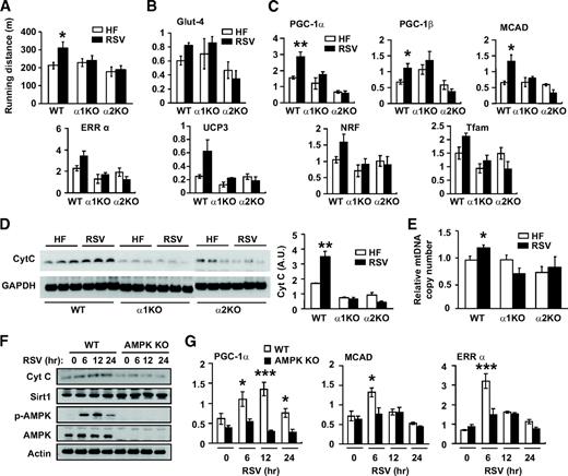 FIG. 3. Resveratrol-induced mitochondrial biogenesis and endurance require AMPK. A: Physical endurance of mice fed high-fat diet (HF, □) alone or high-fat diet supplemented with resveratrol (RSV, ■) as measured by treadmill running until exhaustion (n = 4–5). Results are means ± SE. *P < 0.05 between wild-type mice fed a high-fat diet (HF) alone and high-fat diet supplemented with RSV. B: Transcription levels of Glut4 in skeletal muscle as measured by real-time PCR in arbitrary units (n = 4–5 per genotype). □, High-fat diet; ■, resveratrol. C: Transcription levels of skeletal muscle genes induced by resveratrol (n = 4–5 for each genotype). *P < 0.05 and **P < 0.01 between wild-type mice fed high-fat diet alone and high-fat diet supplemented with resveratrol. □, High-fat diet; ■, resveratrol. D: Cytochrome C (Cyt C) levels induced by resveratrol in skeletal muscle. Cytochrome C levels were detected by immunoblotting with Cytochrome C antibody and quantified by densitometry analysis (n = 4–5 per genotype). **P < 0.01 between wild-type mice fed high-fat diet alone and high-fat diet supplemented with resveratrol. E: Relative mtDNA copy number in skeletal muscle (n = 4–5 per genotype). The copy number in wild-type mice fed with high-fat diet alone was arbitrarily set to 1. *P < 0.05 between wild-type mice fed high-fat diet alone and high-fat diet supplemented with resveratrol. □, High-fat diet; ■, resveratrol. F: Cytochrome C and Sirt1 levels in wild-type and AMPKα1/α2 double knockout (AMPK KO) mefs after resveratrol treatment for the indicated durations were detected by immunoblotting. G: The mRNA levels (arbitrary units) of PGC-1α, MCAD, and ERRα in wild-type (□) and AMPKα1/α2 double knockout (AMPK KO, ■) mefs after resveratrol treatment were measured by real-time PCR (n = 3). The statistical difference between wild-type and AMPK KO mefs: P = 0.0001 for PGC-1α, P = 0.07 for MCAD, and P = 0.02 for ERRα. Bonferroni's posttests: *P < 0.05; ***P < 0.001 between the genotypes at the indicated time points. WT, wild type.