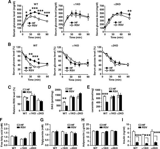 FIG. 4. Resveratrol does not improve glucose homeostasis in AMPK-deficient mice. A: Serum glucose levels after glucose injection (intraperitoneal) for wild-type (WT), AMPKα1−/−, and AMPKα2−/− mice fed high-fat diet (HF, ●) alone or high-fat diet supplemented with resveratrol (RSV, ○) (n = 4–5 for each genotype). Results are means ± SE. Glucose tolerance curves between high-fat diet and resveratrol were significant for wild-type mice (P = 0.001) but not for AMPKα1−/− (P = 0.8) and AMPKα2−/− (P = 0.053) mice. Bonferroni's posttests: *P < 0.05; **P < 0.01; ***P < 0.001 between high-fat diet and resveratrol for each genotype at the indicated time points. B: Serum glucose levels (% of basal glucose levels) after insulin injection (intraperitoneal) (n = 5 for each genotype). Results are means ± SE. Insulin sensitivity curves between high-fat diet (●) and resveratrol (○) were significant for wild-type (WT) mice (P = 0.01). Bonferroni's post hoc analysis: *P < 0.05; **P < 0.01; ***P < 0.001 between high-fat diet and resveratrol for wild-type mice at the indicated time points. C: Relative levels of ROS in skeletal muscle extracts from wild-type (WT) and AMPKα1−/− mice fed high-fat diet (□) alone or high-fat diet supplemented with resveratrol (■) as measured by DCF fluorescence (52) (n = 4–5 for each genotype). The ROS level in wild-type mice on high-fat diet alone was set to 1. Results are means ± SE. *P < 0.05 between wild-type mice fed high-fat diet alone or high-fat diet supplemented with resveratrol. D: DAG levels in skeletal muscle (n = 4–5 per genotype). **P < 0.01 between wild-type (WT) mice fed high-fat diet (□) alone or high-fat diet supplemented with resveratrol (■). E: Ceramide levels in skeletal muscle (n = 4–5 per genotype). ***P < 0.001 between wild-type (WT) mice fed high-fat diet (□) alone or high-fat diet supplemented with resveratrol (■). Serum levels of free fatty acid (F), triglyceride (G), adiponectin (H), and fasting insulin (I) are shown (n = 4–5). □, High-fat diet; ■, resveratrol. ***P < 0.001 between wild-type mice fed high-fat diet alone or high-fat diet supplemented with resveratrol.