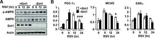 FIG. 6. Sirt1 modulates resveratrol effect. A: AMPK activity (Thr-172 phosphorylation, p-AMPK) in Sirt1−/− mefs (−Sirt1) and Sirt1−/− mefs with restored Sirt1 (+Sirt1) after resveratrol (RSV) treatment. B: PGC-1α, MCAD, and ERRα mRNA levels (AU) in −Sirt1 (■) and +Sirt1 (□) mefs treated with resveratrol (RSV) (n = 3). Results are means ± SE. The statistical difference between wild-type and Sirt1 knockout mefs: P = 0.001 for PGC-1α, P = 0.07 for MCAD, and P = 1.0 for ERRα. Bonferroni's posttests: *P < 0.05; ***P < 0.001 between the genotypes at the 24-h time point.