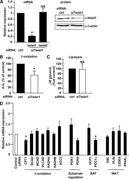 FIG. 2. In vitro silencing of twist1 in human cultured adipocytes. Human in vitro–differentiated adipocytes were treated with 50 nmol/l control siRNA or siRNA directed against twist1. A: Twist1 and twist2 mRNA was measured; n = 5 (left panel). Twist1 protein levels were measured by Western blot and normalized for β-actin (right panel). The result shown is a representative experiment. The effect of siRNA at the protein level was less pronounced than that at the mRNA level, a finding that we have observed previously for several other genes (18,31). B: FA oxidation was measured in conditioned media from adipocytes treated with siRNA as above. C: Lipolysis was measured as release of glycerol into conditioned media from adipocytes treated with siRNA as above. D: mRNA levels of a set of genes were measured after siRNA treatment (n = 3–6). mRNA levels were normalized to the reference gene GAPDH. Results shown are mean ± SEM, and all mRNA levels are shown as relative expression (fold change to control siRNA). *P < 0.05.