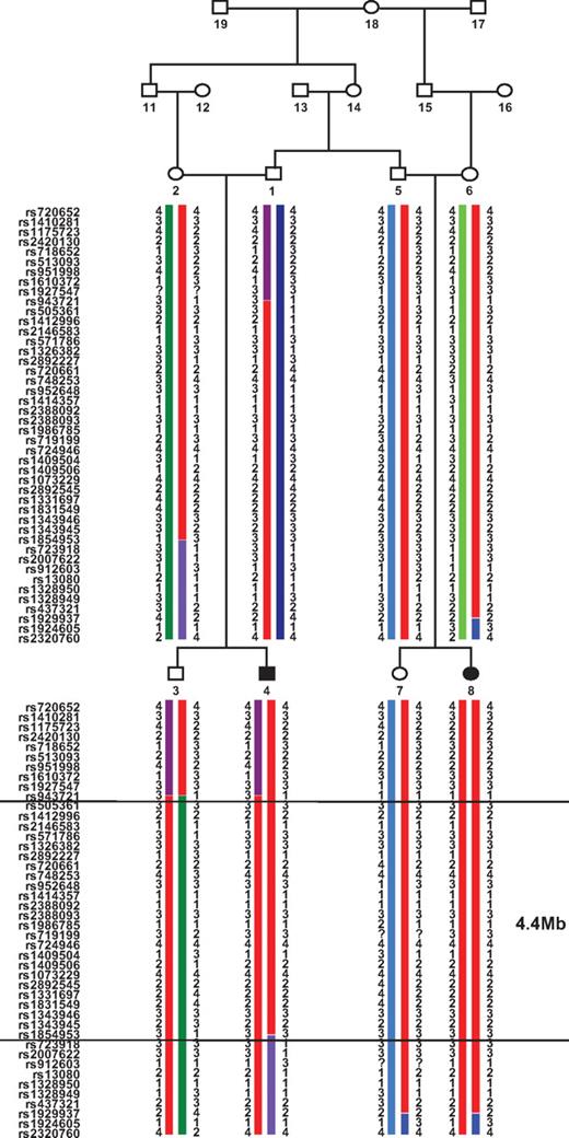 FIG. 1. Neonatal diabetes family tree with linkage analysis. Diabetic patients (neonatal diabetes) are shown in black. A unique region of 4.4 Mb segregates with neonatal diabetes in this family (homozygous red haplotype in patients).
