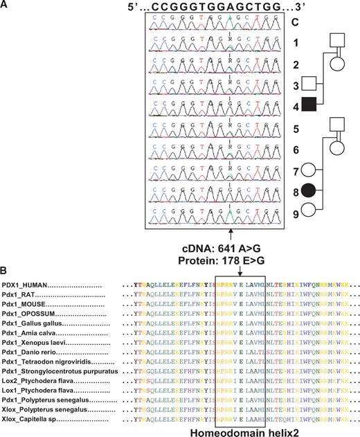 FIG. 2. PDX1 mutation identification in the neonatal diabetes family. A: Sequence of all individuals of the family, including prenatal case (subject 9), showing a homozygous mutation segregating with disease. Positions are given relative to reference sequences NM_000209.3 (cDNA) and NP_000200.1 (protein). B: Multiple protein sequence alignment of the region of human PDX1-178E, located with helix 2 of the PDX1 homeodomain, showing PDX1 and homologous proteins from various organisms.