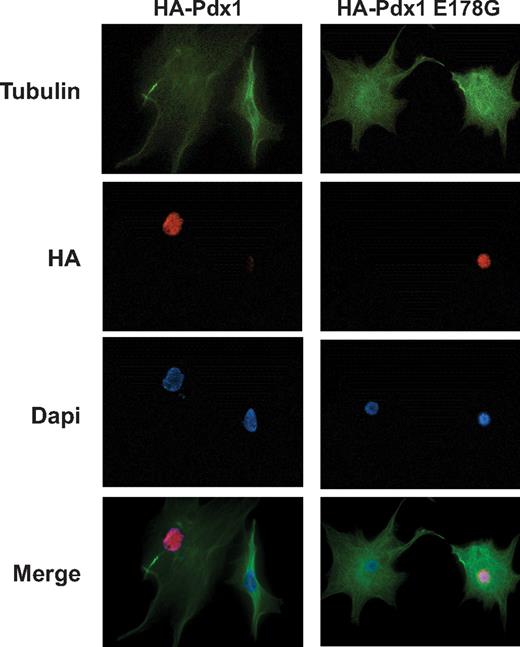 FIG. 4. Pdx1 E178G localizes to the nucleus. Localization of Pdx1 protein in transfected BHK cells stained for HA (Pdx1 overexpression), tubulin, and DAPI (nuclei). Magnification 60×. (A high-quality digital representation of this figure is available in the online issue.)
