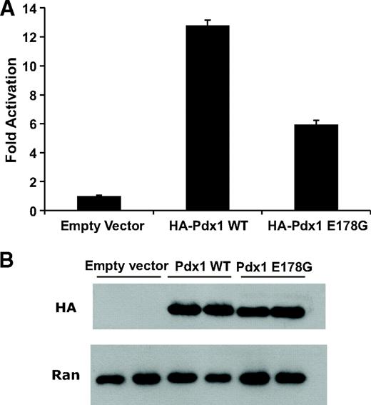 FIG. 5. Pdx1 E178G has reduced transactivation activity. A: Activation of Pdx1-responsive CAT reporter in transfected BHK cells, normalized to β-galactosidase activity. n = 3; HA-Pdx1 WT vs. HA-Pdx1 E178G, P < 0.01. B: Pdx1 expression level in transfected BHK cells assessed by Western blot analysis, visualized with anti-HA (HA). Ran GTPase (Ran) was used as control.