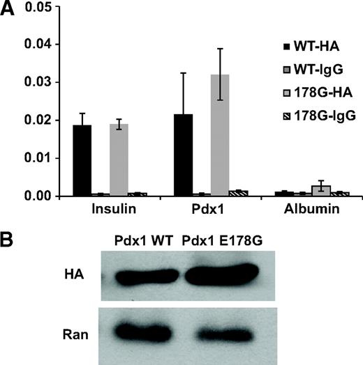 FIG. 6. Pdx1 E178G does not alter Pdx1 chromatin occupancy. A: HA-Pdx1 occupancy of the insulin and Pdx1 promoters was measured by quantitative chromatin immunoprecipitation assay in transfected Min6 cells with HA antibody (WT-HA, 178G-HA) or isotype matched control (WT-IgG, 178G-IgG). n = 4. B: Western blot of protein extracted from transfected Min6 cells. Ran GTPase (Ran) was used as control.