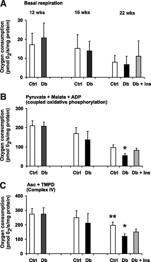 FIG. 2. Effect of 12–22 weeks of STZ-induced diabetes on the activity of the mitochondrial respiratory chain in freshly prepared lumbar DRG tissue homogenate. Measurements of oxygen consumption were performed with energetic substrates, pyruvate and malate, as described in Fig. 1. Basal respiration (A), pyruvate + malate + ADP (coupled oxidative phosphorylation) (B), and the respiration rate with Asc + TMPD (complex IV) (C) were assessed in age-matched controls (Ctrl), STZ-diabetic rats (Db), and STZ-diabetic rats with insulin implant (Db + Ins) at 12 (n = 5), 16 (n = 7–11), and 22 (n = 5–6) weeks of diabetes. Values are means ± SD; n = as indicated. *P < 0.05 vs. Db + Ins; **P < 0.001 vs. Db (one-way ANOVA with Tukey's post hoc comparison).