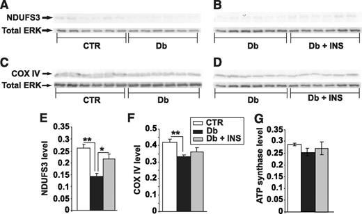 FIG. 6. Expression of components of the electron transport chain are reduced in DRG from STZ-diabetic rats. Shown are representative blots (A–D) and charts in which NDUFS3 (E), COX IV (F), and ATP synthase β subunit signal (G) have been presented relative to total ERK level. Values are the means ± SEM, n = 6. **P < 0.005 vs. control (CTR), *P < 0.05 vs. Db + INS (one-way ANOVA with Tukey's post hoc test). Db, diabetic; Db + INS, diabetic with insulin implant.