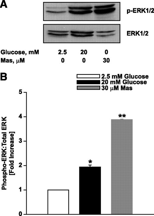 FIG. 1. Stimulatory concentrations of glucose or mastoparan, a global activator of G-proteins, potentiate ERK1/2 phosphorylation in INS 832/13. A: INS 832/13 cells were cultured overnight in low-glucose–containing medium and were further incubated in the presence of low (2.5 mmol/l) or high (20 mmol/l) glucose or Mas (30 μmol/l) for 30 min at 37°C. Lysates of cells from above experimental conditions were separated by SDS-PAGE followed by transfer onto a nitrocellulose membrane. The membranes were then blocked and incubated with anti–phosphorylated ERK1/2 (p-ERK1/2) followed by incubation with horseradish peroxidase (HRP)–conjugated secondary antibody. The same blots were then stripped and reprobed with ERK1/2 antibody. A representative blot from three experiments is shown here. B: The relative intensities of p-ERK1/2:total ERK1/2 ratio quantitated by densitometry. Data are expressed as fold increase over basal glucose and are means ± SEM from three experiments. *P < 0.001 vs. 2.5 mmol/l glucose and **P < 0.001 vs. 20 mmol/l glucose.