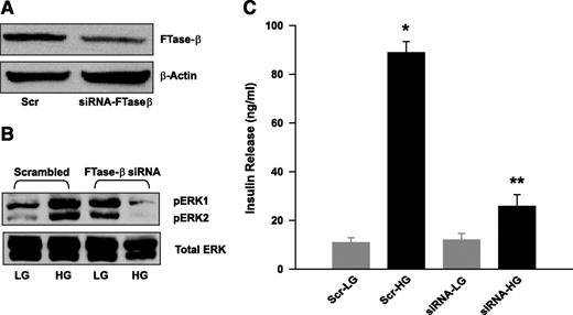 FIG. 4. siRNA-mediated depletion of the β-subunit of FTase leads to inhibition of glucose-stimulated ERK1/2 phosphorylation and insulin secretion in INS 832/13 cells. A: INS 832/13 cells were transfected with either scrambled siRNA or siRNA specific for FTase β-subunit as described in the research design and methods section. Expression of the FTase β-subunit was verified by Western blotting. A representative blot from three independent studies yielding similar results is provided here. B: Transfected cells were further incubated in the presence of either low (2.5 mmol/l) or high (20 mmol/l) glucose for 30 min at 37°C. Lysates from these cells were separated by SDS-PAGE followed by transfer onto a nitrocellulose membrane. The membranes were then blocked and incubated with anti–p-ERK1/2 followed by incubation with HRP-conjugated secondary antibody. A representative blot from three experiments yielding comparable data is shown here. C: Transfected cells were incubated with either low (2.5 mmol/l) or high (20 mmol/l) glucose for 30 min at 37°C. Insulin released into the medium was quantitated by ELISA. The data are expressed as percentage of basal and are means ± SEM from eight independent determinations. *P < 0.05 for scrambled low vs. high glucose, **P < 0.05 for siRNA-FTase β-subunit low vs. high glucose.