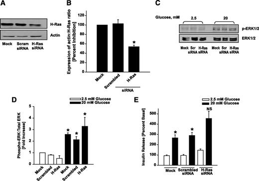 FIG. 5. Glucose continues to stimulate ERK1/2 phosphorylation and insulin secretion in cells in which H-Ras expression was negated using H-Ras siRNA. A: INS 832/13 cells were transfected with mock, scrambled siRNA, or H-Ras siRNA at a final concentration of 100 nmol/l using HiPerfect transfection reagent. Lysates from the above cellular preparations were separated by SDS-PAGE, transferred onto nitrocellulose membrane, and probed with an antibody raised against H-Ras followed by incubation with HRP-conjugated secondary antibody. The same blots were then stripped and reprobed with actin antibody. A representative blot from three experiments is shown here. B: The relative intensities of actin:H-Ras ratio quantitated by densitometry. Data are expressed as means ± SEM from three experiments. *P < 0.001 vs. mock- or scrambled siRNA–transfected cells. C: INS-1 832/13 cells were transfected with mock, scrambled siRNA, or H-Ras siRNA at a final concentration of 100 nmol/l using HiPerfect transfection reagent and cultured overnight in low-glucose media. Cells were further incubated in the presence of either low (2.5 mmol/l) or high (20 mmol/l) glucose for 30 min at 37°C. Cell lysates were separated by SDS-PAGE followed by transfer onto a nitrocellulose membrane. The membranes were then blocked and incubated with anti–p-ERK1/2 followed by incubation with HRP-conjugated secondary antibody. The same blots were then stripped and reprobed with ERK1/2 antibody. A representative blot from three experiments is shown here. D: The relative intensities of p-ERK1/2:total ERK1/2 ratio quantitated by densitometry. Data are expressed as fold increase and are means ± SEM from three experiments. *P < 0.001 vs. 2.5 mmol/l glucose-treated cells transfected with either mock, scrambled siRNA, or H-Ras siRNA. E: INS 832/13 cells were transfected with mock, scrambled siRNA, or H-Ras siRNA at a final concentration of 100 nmol/l using HiPerfect transfection reagent and cultured overnight in low-glucose media. The cells were further incubated in the presence of either low (2.5 mmol/l) or high (20 mmol/l) glucose for 30 min at 37°C. Insulin released into the medium was quantitated by ELISA. Data, which are expressed as percentage of basal, are means ± SEM from three experiments. *P < 0.01 vs. 2.5 mmol/l glucose-treated cells. NS, not significant vs. mock- or scrambled siRNA–transfected cells treated with stimulatory glucose concentrations.