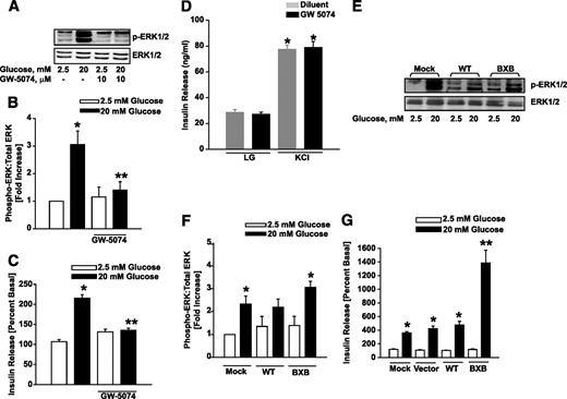 FIG. 6. Raf-1 kinase activation is necessary for glucose-induced ERK1/2 phosphorylation and insulin secretion in INS 832/13 β-cells. A: INS 832/13 cells were treated with either diluent alone or GW-5074 (10 μmol/l) as indicated in the figure, and cultured overnight in low-glucose media. The cells were further incubated in the presence of either low (2.5 mmol/l) or high (20 mmol/l) glucose for 30 min at 37°C in the continuous presence of either GW-5074 or diluent. Cell lysates were then separated by SDS-PAGE followed by transfer onto a nitrocellulose membrane. The membranes were then blocked and incubated with anti–p-ERK1/2 followed by incubation with HRP-conjugated secondary antibody. The same blots were then stripped and reprobed with ERK1/2 antibody. A representative blot from three experiments is shown here. B: The relative intensities of p-ERK1/2:total ERK1/2 ratio quantitated by densitometry. Data are expressed as fold increase and are means ± SEM from three experiments. *P < 0.001 vs. 2.5 mmol/l glucose in the absence of GW-5074, **P < 0.001 vs. 20 mmol/l glucose in the absence of GW-5074. C: INS 832/13 cells were treated with either diluent alone or GW-5074 (10 μmol/l) as indicated in the figure and cultured overnight in low-glucose media. The cells were further incubated in the presence of either low (2.5 mmol/l) or high (20 mmol/l) glucose for 30 min at 37°C in the continuous presence of either diluent alone or GW-5074. Insulin released into the medium was quantitated by ELISA. The data are expressed as percentage of basal and are means ± SEM from three independent experiments. *P < 0.05 vs. 2.5 mmol/l glucose alone, **P < 0.05 vs. 20 mmol/l glucose alone. D: INS 832/13 cells were treated with either diluent alone or GW-5074 (10 μmol/l) and cultured overnight in low-glucose media. The cells were further incubated in the presence of either low glucose (2.5 mmol/l) or a membrane-depolarizing concentration of KCl (60 mmol/l; osmolality adjusted by reducing NaCl in the incubation medium) for 45 min at 37°C in the continuous presence of either GW-5074 or diluent. Insulin released into the medium was quantified using ELISA. Data are expressed as nanograms per milliliter of insulin released and are mean ± SEM from eight independent determinations. *P < 0.001 vs. respective low-glucose controls. E: INS-1 832/13 cells were transfected with mock, wild type, and constitutively active Raf-1 (BXB) mutants at a final concentration of 0.2 μg of DNA and cultured overnight in low-glucose media. The cells were further incubated in the presence of either low (2.5 mmol/l) or high (20 mmol/l) glucose for 30 min at 37°C. Protein lysates were then separated by SDS-PAGE followed by transfer onto a nitrocellulose membrane. The membranes were then blocked and incubated with anti–p-ERK1/2 followed by incubation with HRP-conjugated secondary antibody. The same blots were then stripped and reprobed with ERK1/2 antibody. A representative blot from three experiments is shown here. F: The relative intensities of p-ERK1/2:total ERK1/2 ratio quantitated by densitometry. Data are expressed as fold increase over basal glucose and are means ± SEM from three experiments. *P < 0.001 vs. 2.5 mmol/l glucose-treated cells. G: INS-1 832/13 cells were transfected with mock, wild type, and constitutively active Raf-1 (BXB) mutants at a final concentration of 0.2 μg of DNA and cultured overnight in low-glucose media. The cells were further incubated in the presence of either low (2.5 mmol/l) or high (20 mmol/l) glucose for 30 min at 37°C. Insulin released into the medium was quantitated by ELISA. Data are expressed as percentage of basal and are means ± SEM from three independent experiments. *P < 0.05 vs. 2.5 mmol/l glucose alone, **P < 0.05 vs. mock-, vector-, or wild-type mutant–transfected cells treated with 20 mmol/l glucose.