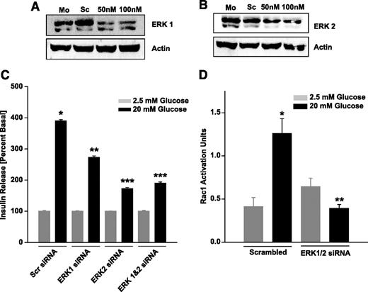 FIG. 8. Glucose-induced insulin secretion and Rac1 activation are markedly reduced in INS 832/13 cells after siRNA-mediated depletion of ERK1 and ERK2 expression. INS 832/13 cells were cultured in a 24-well plate overnight and transfected with ERK1 or ERK2 siRNA using HiPerfect transfection reagent (see the research design and methods section for additional details). After 48 h, the cells were harvested and homogenized, and 10 μg protein was separated in 12% SDS-PAGE, transferred to membrane, and then probed with ERK1 (A) or ERK2 (B) antibody to determine the efficiency of knockdown. Actin was used as reference protein. Mo, mock transfected; Sc, scrambled siRNA transfected. ERK1 or ERK2 siRNA at 50 or 100 nmol/l. C: INS 832/13 cells were cultured in a 24-well plate overnight and transfected with either ERK1 (100 nmol/l) or ERK2 (100 nmol/l) or 50 nmol/l each of ERK1 and ERK2 siRNA. After 48 h, the cells were cultured overnight in low-glucose media followed by further incubation with either low (2.5 mmol/l) or high (20 mmol/l) glucose for 45 min at 37°C. Insulin released into the medium was quantified using ELISA. Data are expressed as nanograms per milliliter of insulin released and are mean ± SEM from eight independent determinations. *P < 0.001 vs. low glucose, ** and ***P < 0.001 vs. high glucose-induced insulin release in scrambled siRNA-transfected cells. D: INS 832/13 cells were cultured in a 24-well plate overnight and transfected with 50 nmol/l each of ERK1 and ERK2 siRNAs (as above). Glucose-induced activation of Rac1 was determined by PAK/PBD pull-down assay (see the research design and methods section for additional details). Data are mean ± SEM from two pull-down assays. *P < 0.05 vs. low glucose, **P < 0.05 vs. Rac1 activation seen in the presence of high glucose (20 mmol/l) in scrambled siRNA–transfected cells.